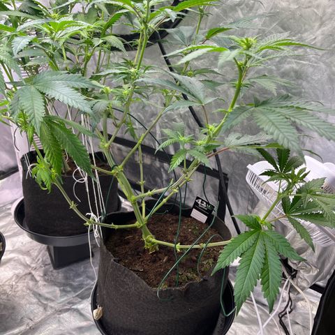 Cherry Bang Bang growlog timeline photo