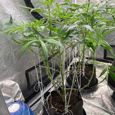 High society  growlog timeline photo