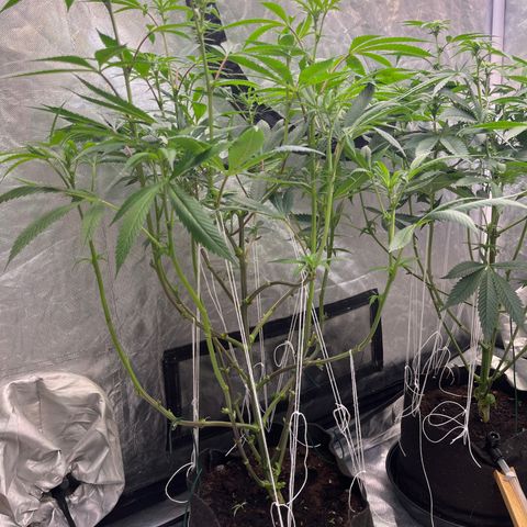 High society  growlog timeline photo