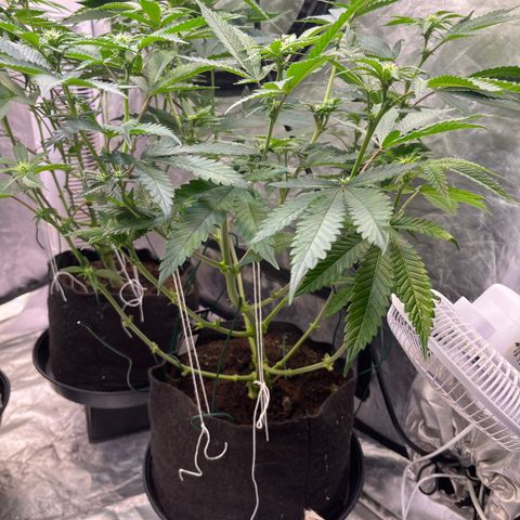 Cherry Bang Bang growlog timeline photo