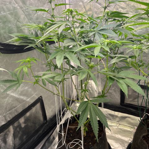 Splitz growlog timeline photo
