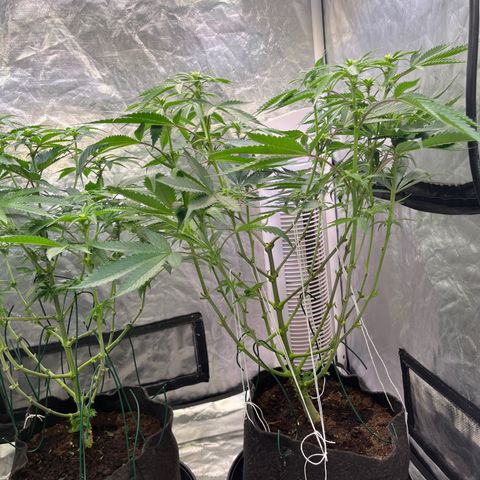100K growlog timeline photo