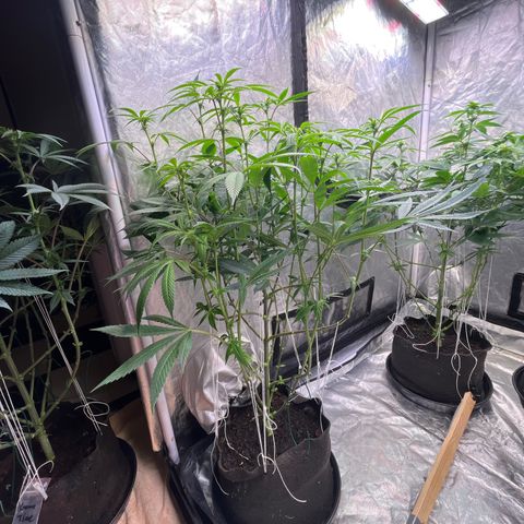 High society  growlog timeline photo