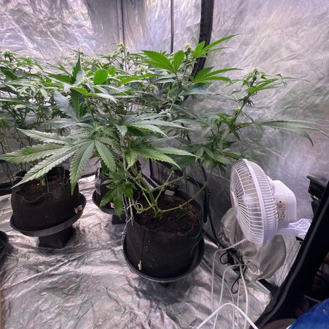 Cherry Bang Bang growlog timeline photo