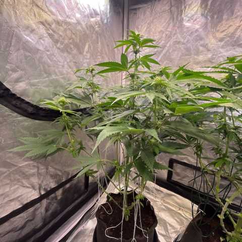Splitz growlog timeline photo