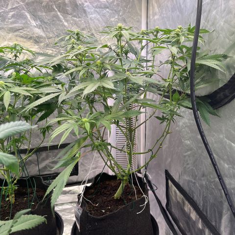 100K growlog timeline photo