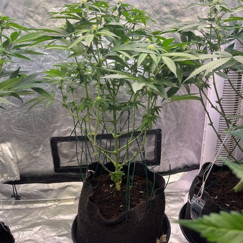 Blood Honey growlog timeline photo