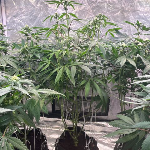 High society  growlog timeline photo