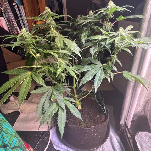 Cherry Bang Bang growlog timeline photo