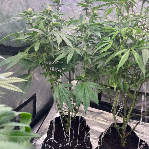 Splitz growlog timeline photo