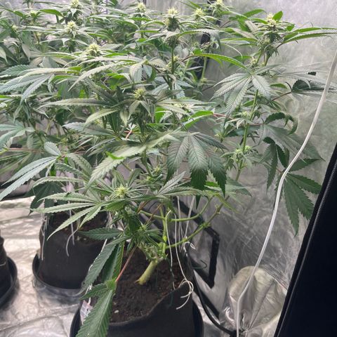 100K growlog timeline photo