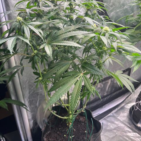 Blood Honey growlog timeline photo