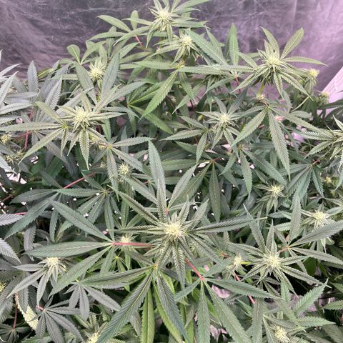 High society  growlog timeline photo