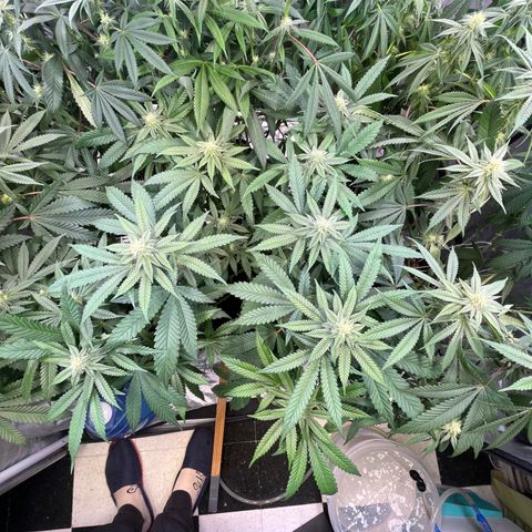 Cherry Bang Bang growlog timeline photo
