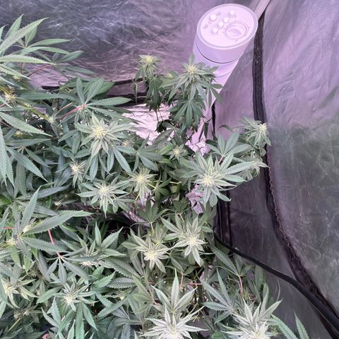 Splitz growlog timeline photo