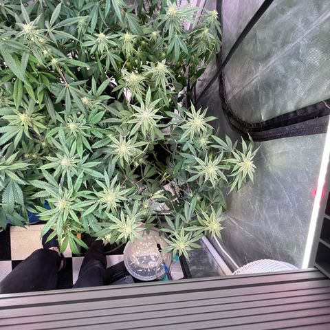100K growlog timeline photo