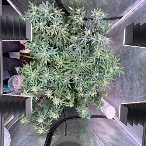 Splitz growlog timeline photo