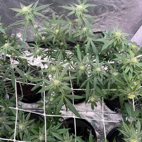 High society  growlog timeline photo