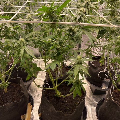 Cherry Bang Bang growlog timeline photo