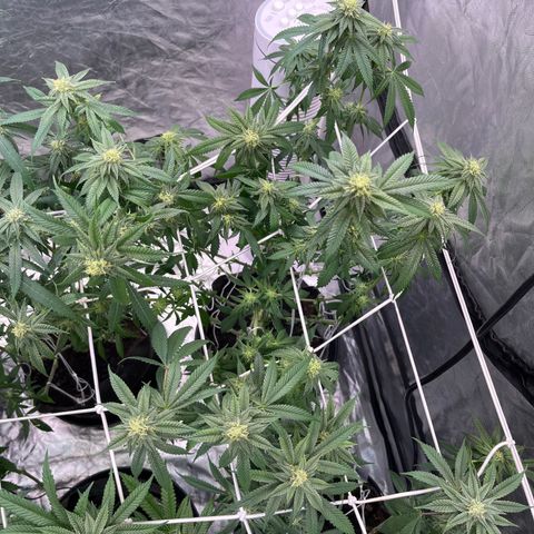 Splitz growlog timeline photo