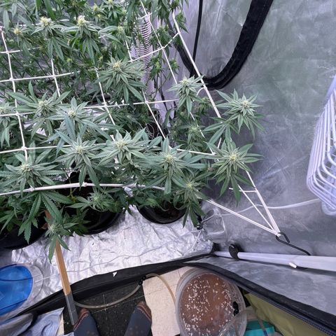 100K growlog timeline photo