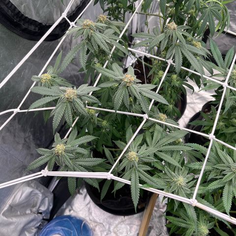 Blood Honey growlog timeline photo