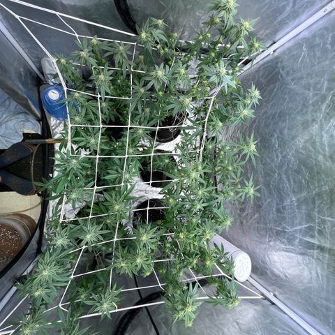 Splitz growlog timeline photo