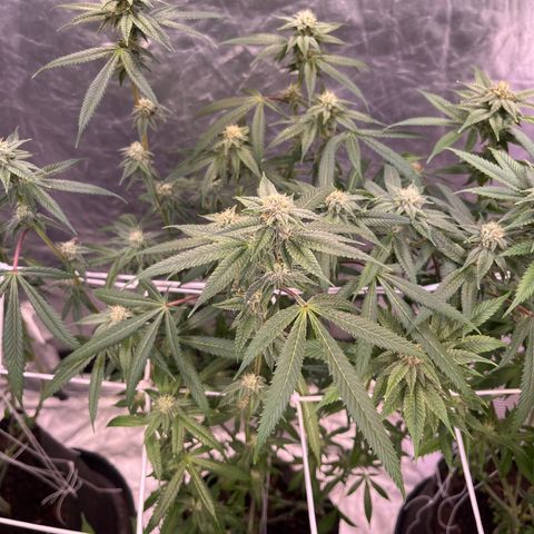 High society  growlog timeline photo
