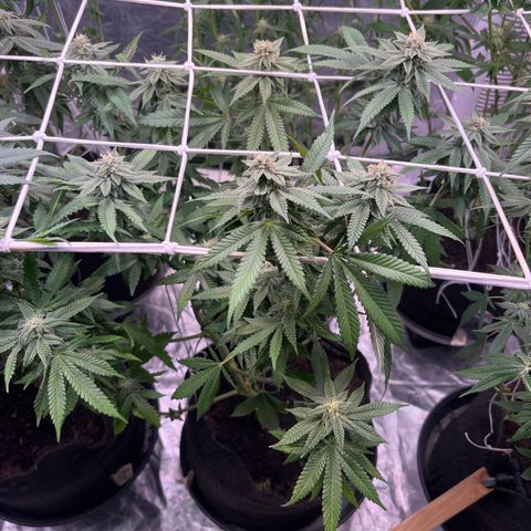 Cherry Bang Bang growlog timeline photo