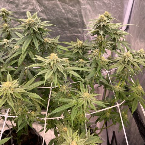 Splitz growlog timeline photo