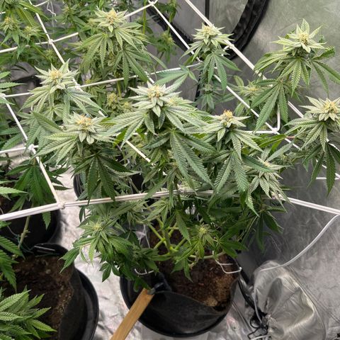 100K growlog timeline photo