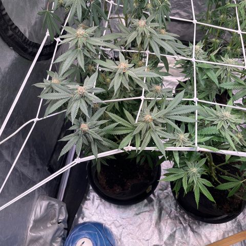 Blood Honey growlog timeline photo