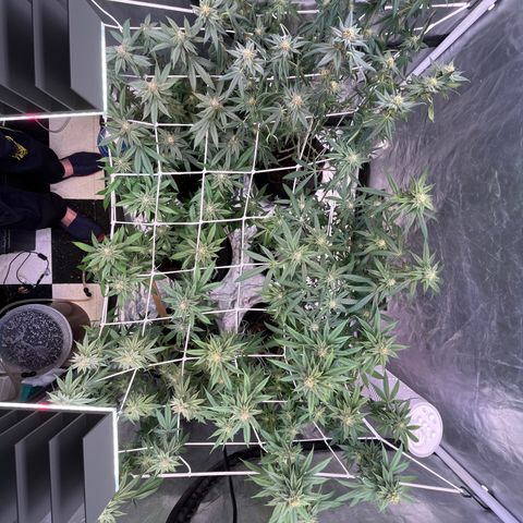 Splitz growlog timeline photo