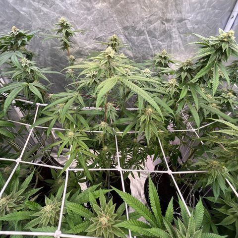 High society  growlog timeline photo