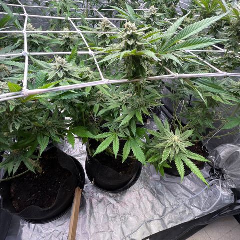 Cherry Bang Bang growlog timeline photo