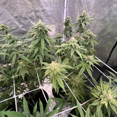Splitz growlog timeline photo