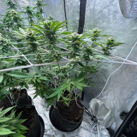 100K growlog timeline photo