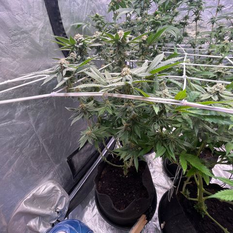 Blood Honey growlog timeline photo