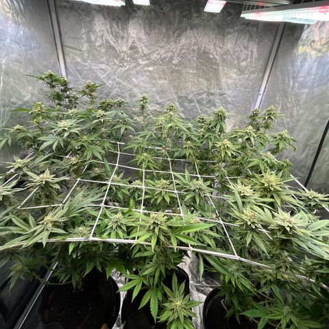 Splitz growlog timeline photo