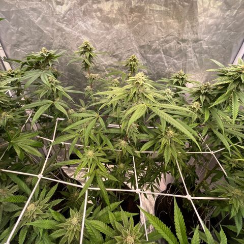 High society  growlog timeline photo