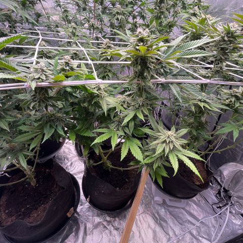 Cherry Bang Bang growlog timeline photo