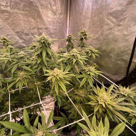 Splitz growlog timeline photo