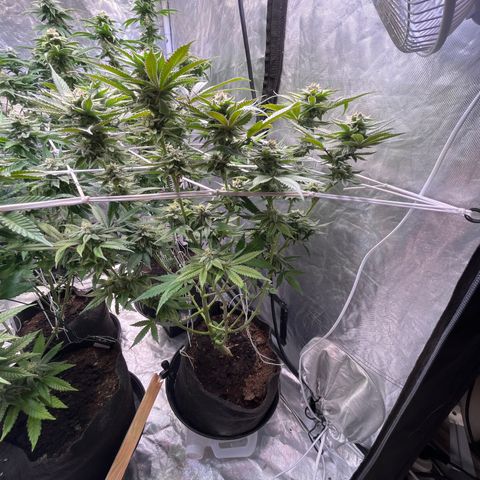 100K growlog timeline photo