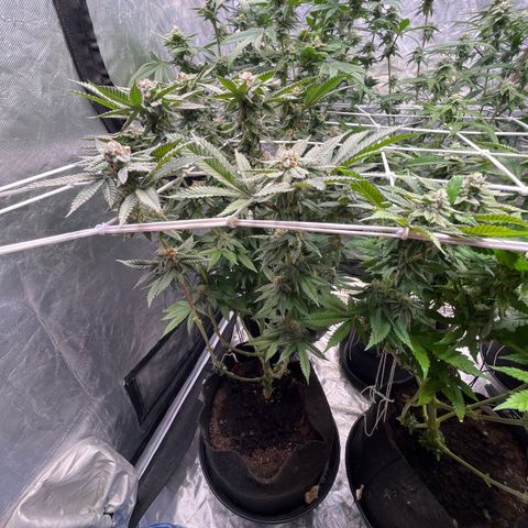 Blood Honey growlog timeline photo