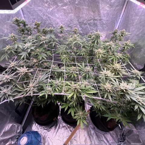Splitz growlog timeline photo