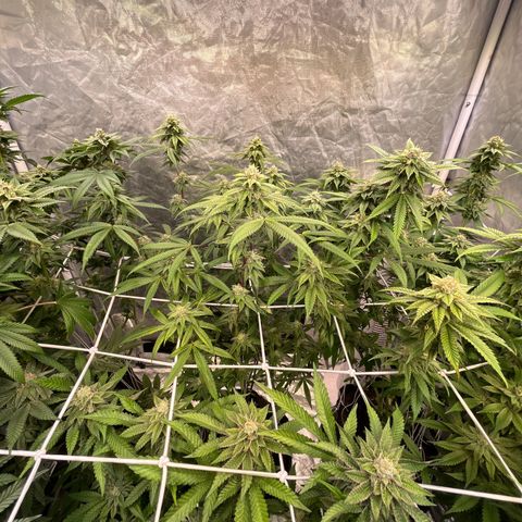 High society  growlog timeline photo
