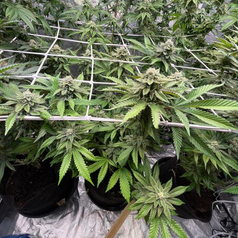 Cherry Bang Bang growlog timeline photo