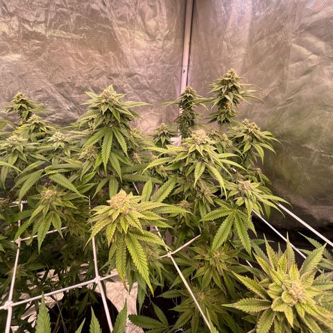 Splitz growlog timeline photo