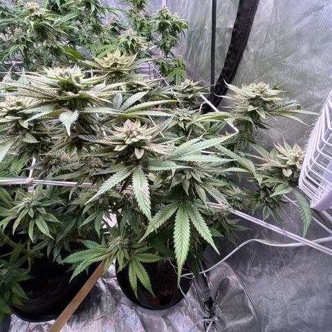100K growlog timeline photo