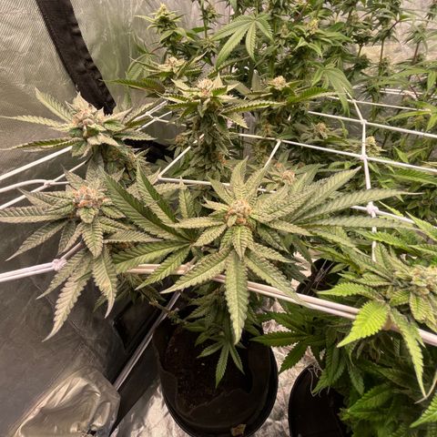 Blood Honey growlog timeline photo